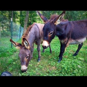 Meet your Posher, Grace